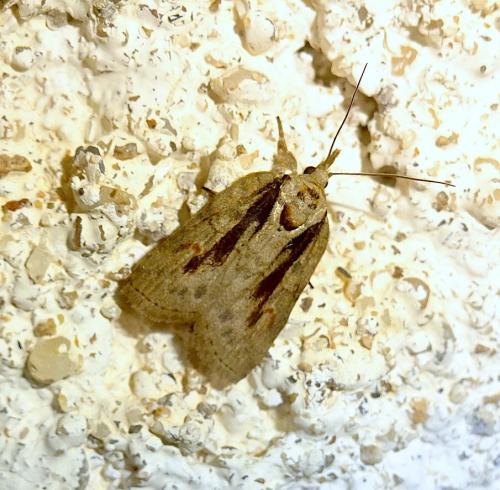 Réf. 304 827 : Nycteola revayana